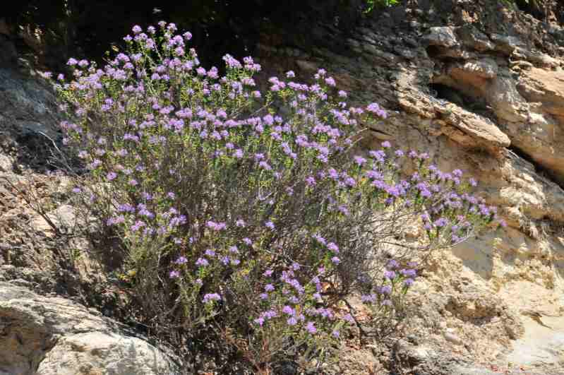 Bituminaria bituminosa